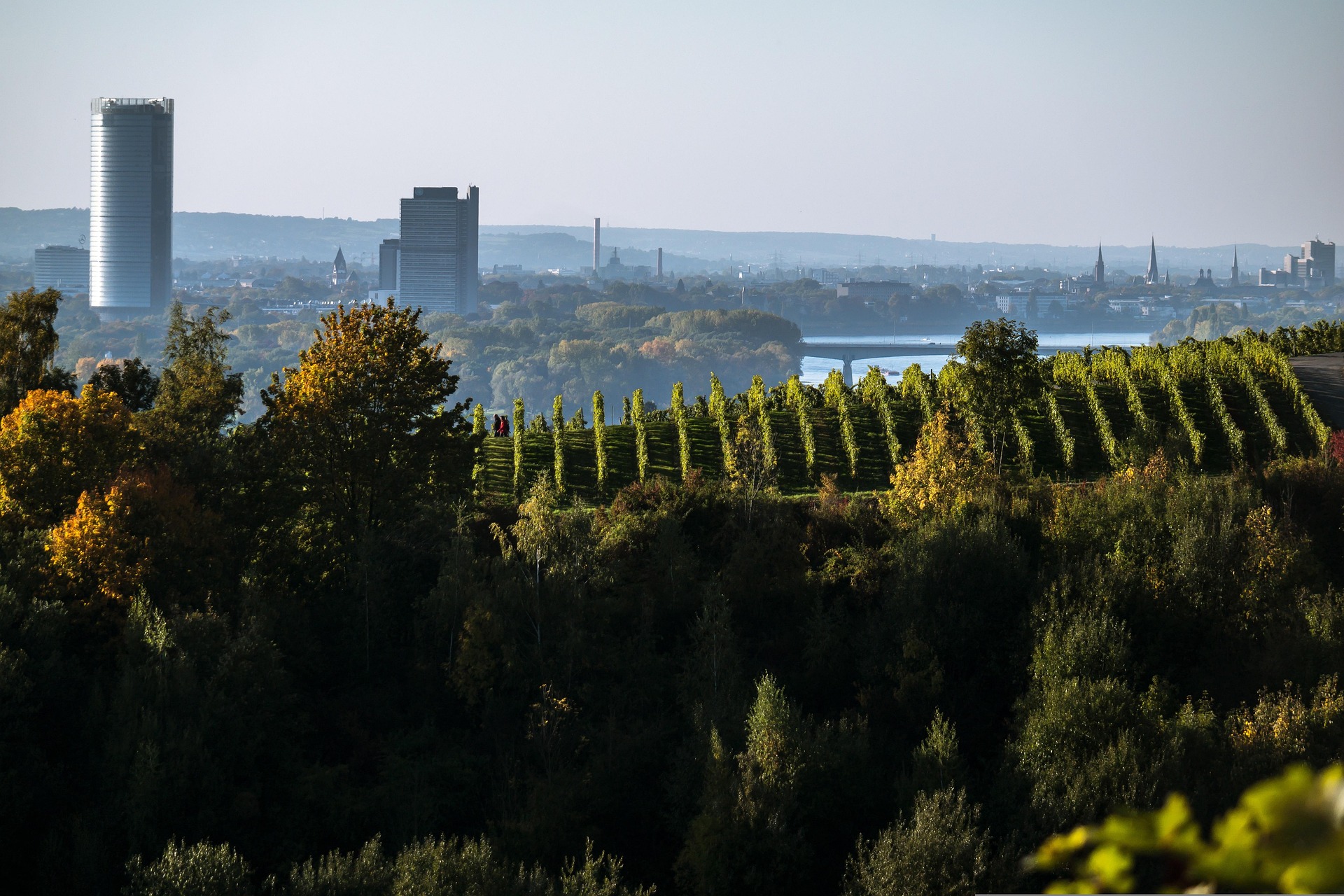 Weinberge oberhalb von Bonn mit Blick auf die Stadt